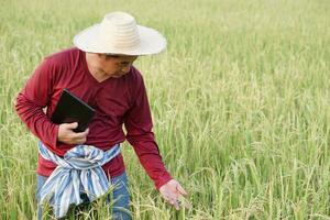 asiático granjero es a arrozal campo, sostiene inteligente tableta a inspeccionar arroz plantas y hacer investigación acerca de crecimiento, enfermedades, insectos a arrozal campo. concepto , inteligente agricultor. utilizar tecnología en agricultura. foto