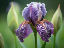 Depth and Dimension - A Stunning Fine Art Photograph of a Purple Iris - AI generated photo