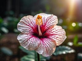 Hibiscus Flower in Full Bloom - A Realistic and Bright Photography with a Blurred Background - photo