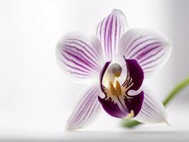 singular serenidad - un nítidamente enfocado todavía vida de un blanco y púrpura orquídea - ai generado foto