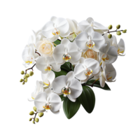 Orchid, White Orchid Png, Orchid with transparent background AI Generative png