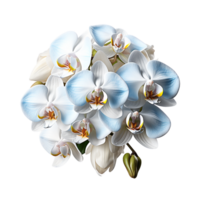 orchidée, blanc orchidée png, orchidée avec transparent Contexte ai génératif png