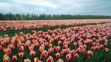 Field of red and yellow tulips in the middle of a field video