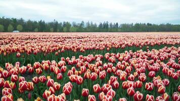 een veld- van rood en wit tulpen in de Nederland video
