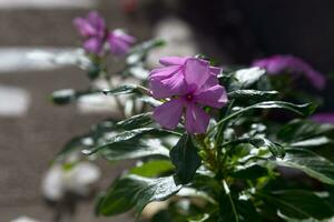 Close-up on Rose periwinkles photo