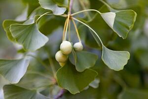 Ginkgo biloba hanging from the tree photo