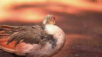 muscovy Pato animal video