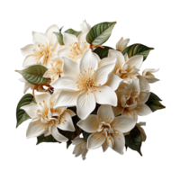 White Flower Png AI Generative