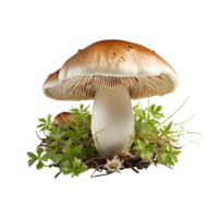 champignon png, transparent Contexte ai génératif png