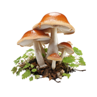 Mushroom PNG, Transparent Background AI Generative png