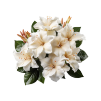 blanc fleur png ai génératif