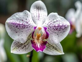 suave y sereno - un de cerca de un delicado orquídea en natural ligero - ai generado foto