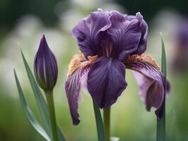 púrpura iris flor en suave apagado antecedentes - multa Arte fotografía con delicado pétalos y intrincado patrones capturado en maravilloso detalle - ai generado foto