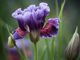 Purple Iris Macro Photography with Shallow Depth of Field and Dreamy Bokeh Effect. - AI generated photo