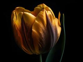 amarillo tulipán macro fotografía en negro antecedentes con vibrante color y delicado textura. - ai generado foto