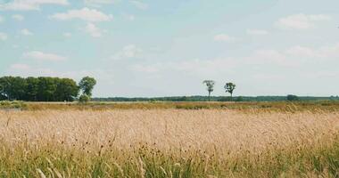 A field of tall grass with trees in the background video