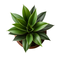 Houseplant in pot, Top view, Cutout, Ai generative png