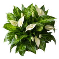 Houseplant in pot, Top view, Cutout, Ai generative png