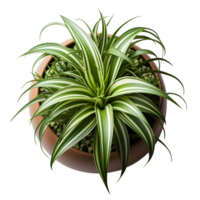 Houseplant in pot, Top view, Cutout, Ai generative png