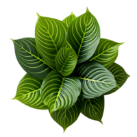 Houseplant in pot, Top view, Cutout, Ai generative png