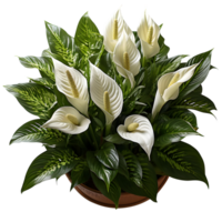 Houseplant in pot, Top view, Cutout, Ai generative png