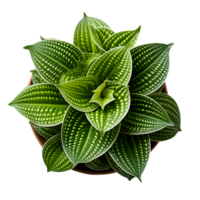 Houseplant in pot, Top view, Cutout, AI Generative png