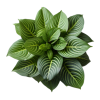 Houseplant in pot, Top view, Cutout, Ai generative png