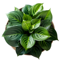 Houseplant in pot, Top view, Cutout, Ai generative png