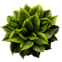 Houseplant in pot, Top view, Cutout, Ai generative png