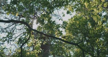 de zon schijnt door de bomen in de Woud video