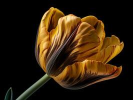 contrastando colores - un maravilloso de cerca de un amarillo tulipán en contra un negro antecedentes - ai generado foto