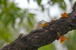 Sap from a peach tree on its bark photo