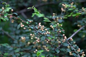 Cotoneaster multiflora Bunge photo