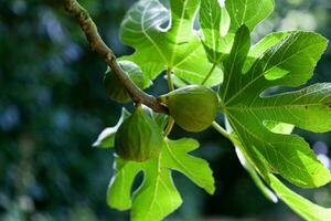 Figs hanging from the tree photo