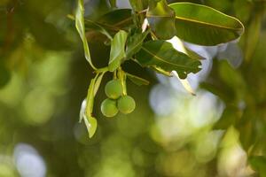 alexandrian laurel arbol de bolas colgando desde un árbol foto