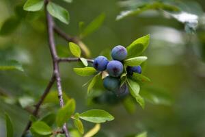 Blackthorn berries still hanging from the tree photo