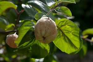 Quinces still hanging from the tree photo