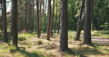 un camino mediante un bosque con arboles y césped video