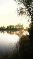 a lake with trees and grass on the shore video