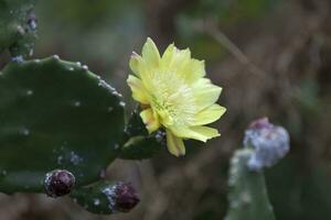 Prickly pear cactus flower photo