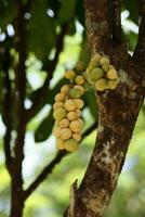 Grape of Longan photo