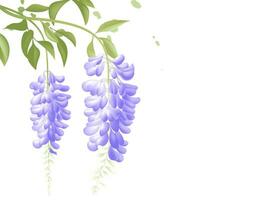 Vector hand painted wisteria blossom in spring