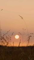 a sunset is seen through the tall grass in a field video