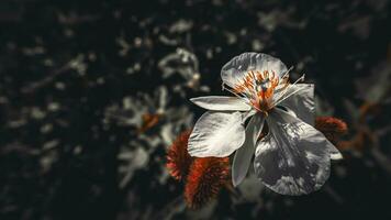 un blanco flor en el tropical bosque con un oscuro tono de color foto