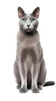 un gris ruso azul gato sentado en blanco antecedentes ai generativo foto