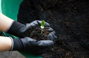 seedlings that farmers hold in their hands Strong seedlings ready to plant photo