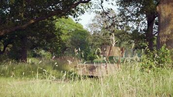 bank in de midden- van een met gras begroeid veld- video