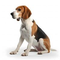 american foxhound breed dog isolated on a white background photo