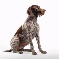 German Short haired pointer breed dog isolated on a clear white background photo