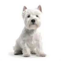 west highland white terrier breed dog isolated on a clear white background photo